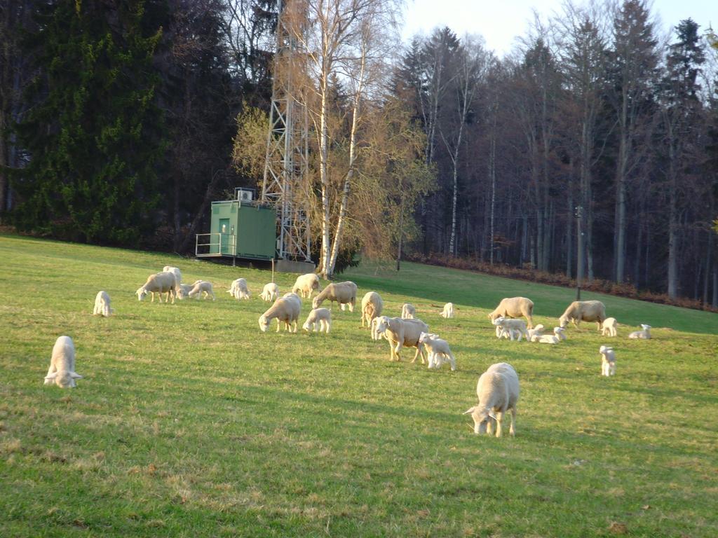 Na Zvonici Pension Paseky nad Jizerou Buitenkant foto